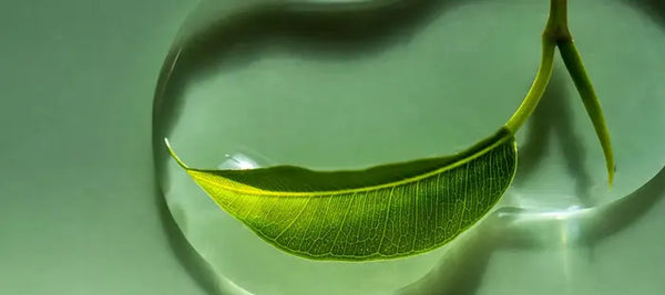 Extrait de Myrothamnus Flabellifolia